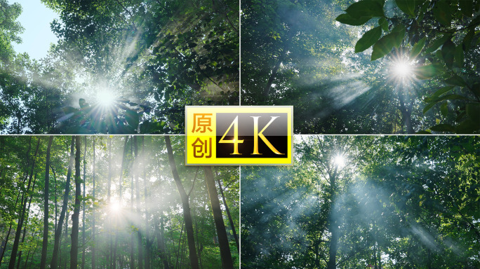 森林晨雾光影丁达尔树林阳光夏至清晨空镜