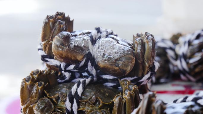 阳澄湖大闸蟹 大闸蟹 鲜活大闸蟹