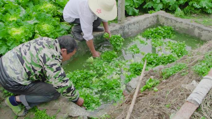 香菜产地 香菜田 香菜种植