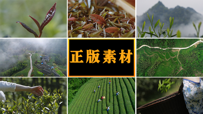 茶田茶叶采茶手工制茶蝴蝶闻香飞舞【合集】