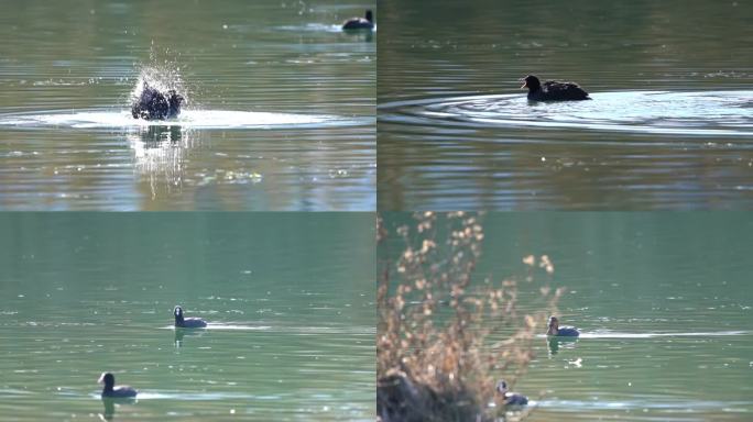 野生水鸟——白骨顶