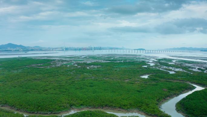 实拍龙海红树林航拍厦漳大桥九龙江入海口