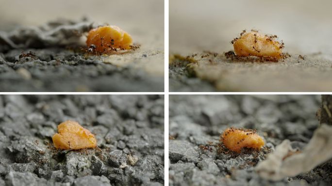 蚂蚁搬运食物