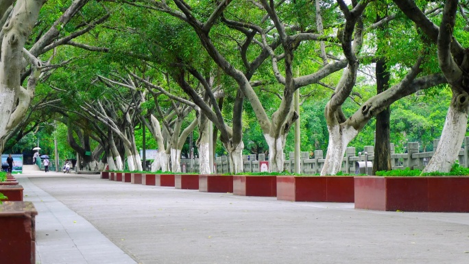 森林公园 绿树成荫 叶子