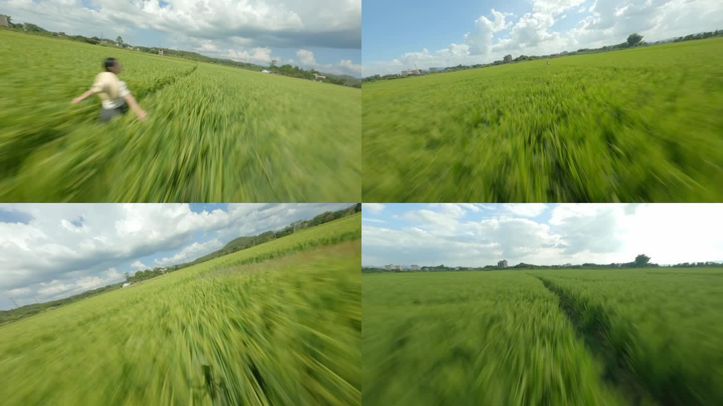 FPV穿越机航拍,稻田水稻田