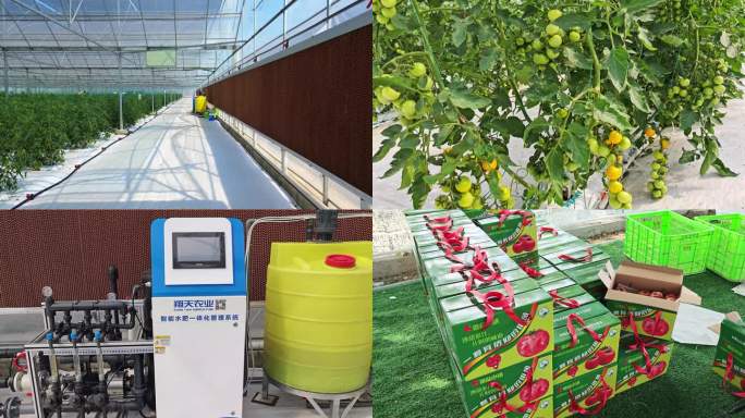 智能温室大棚番茄栽培种植