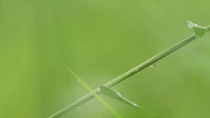 雨天清新绿色的小草