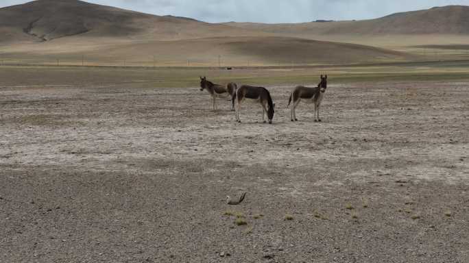 羌塘草原上的藏野驴成群奔跑