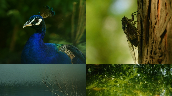 禅意 东方美学 中式地产