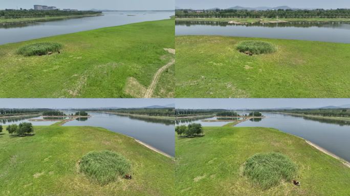 河道 河流 湿地 绿地 航拍 低空 水系