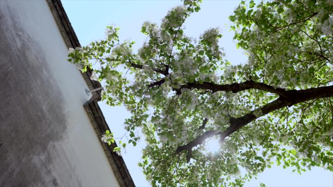 三坊七巷流苏花
