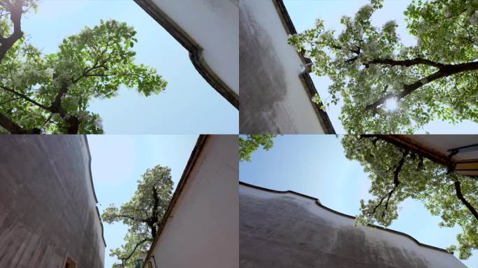 三坊七巷流苏花