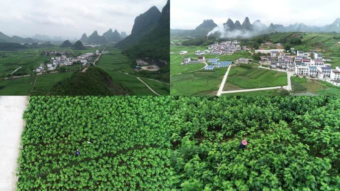 广西环江桑园