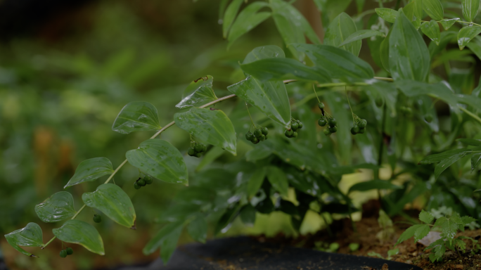 中药材黄精育苗和种植基地