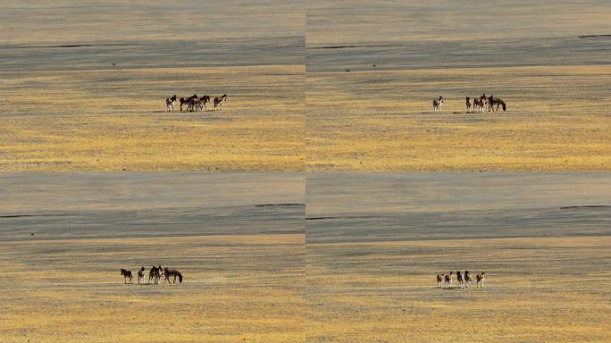 航拍西藏羌塘草原上的藏野驴