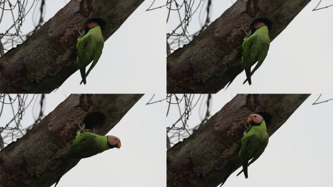 中国野生花头鹦鹉亲鸟来叫雏鸟出巢