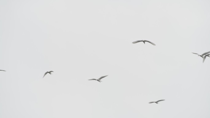 一群白鹭在空中飞翔