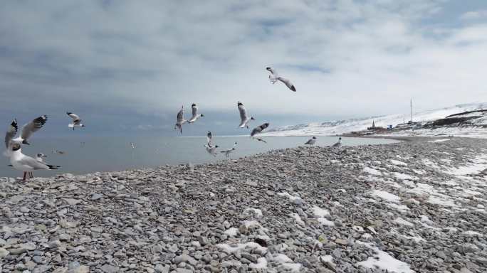 青海湖观景台附近鸟群