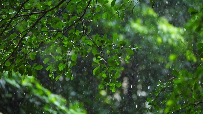 大雨