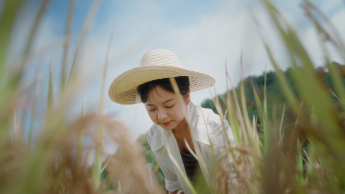 新农人 割稻田 家乡 稻香