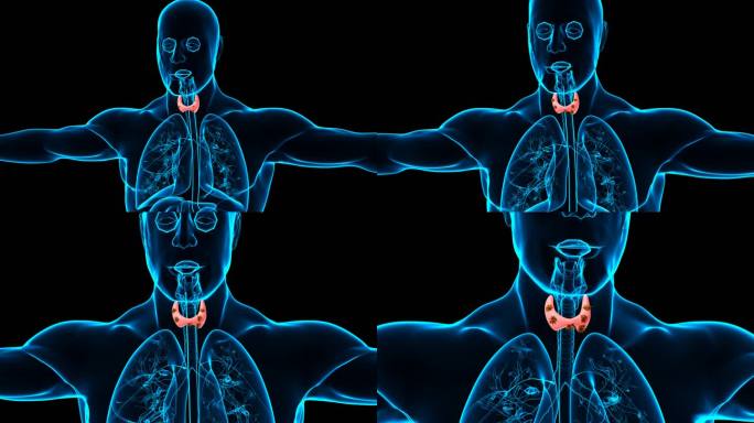 人体腺体甲状腺解剖学