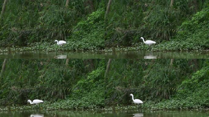一只白鹭在河边觅食