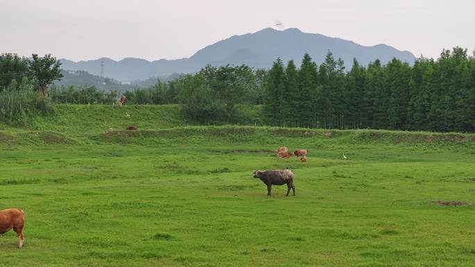 乡村宁静风景 草地树林 牛