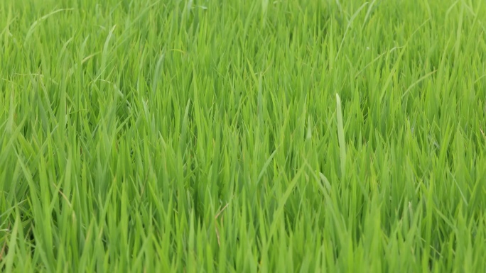 水稻田 乡村风景