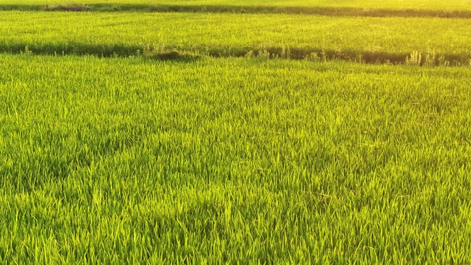 航拍阳光下的绿色稻田