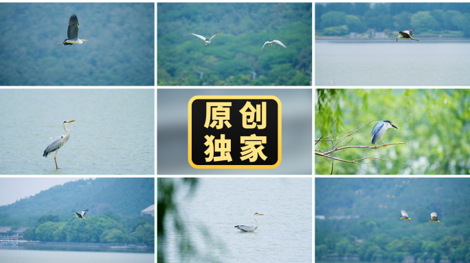 水鸟湿地生态苍鹭夜鹭白鹭鸟飞翔城市公园