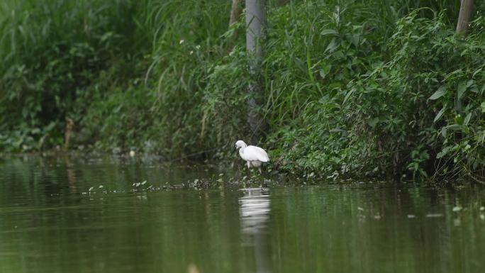 一只白鹭在河边觅食