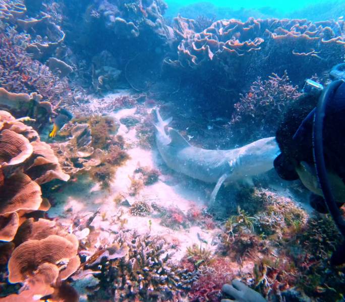 科莫多潜水 水肺潜水 海底 死掉的鲨鱼