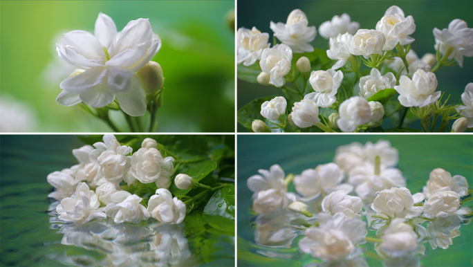 唯美茉莉花开花 延时+慢动作