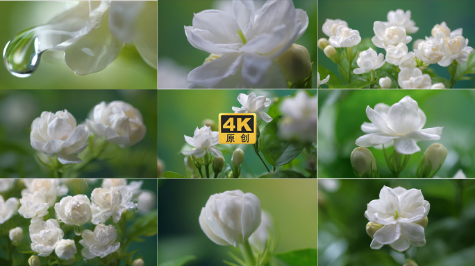 唯美茉莉花开花 延时+慢动作