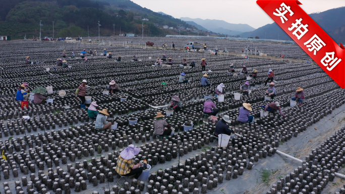 木耳食用菌种植基地农民采收采摘丰收装车
