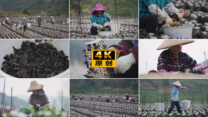 木耳食用菌种植基地农民采收采摘丰收装车