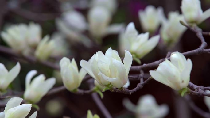 春天立春春风花花开玉兰开花白玉兰红玉兰