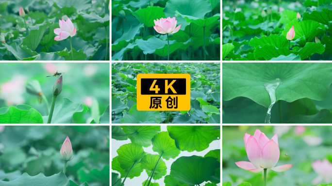 4K荷花荷叶 荷花慢镜头 荷叶升格