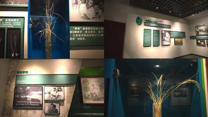 杂交水稻发源地纪念馆3
