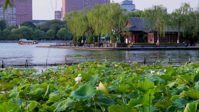 济南大明湖荷花济南的夏天大明湖景区