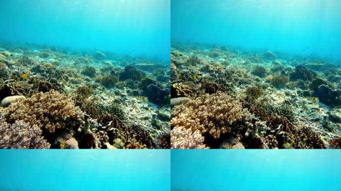 科莫多 潜水  海底 海洋生物 珊瑚