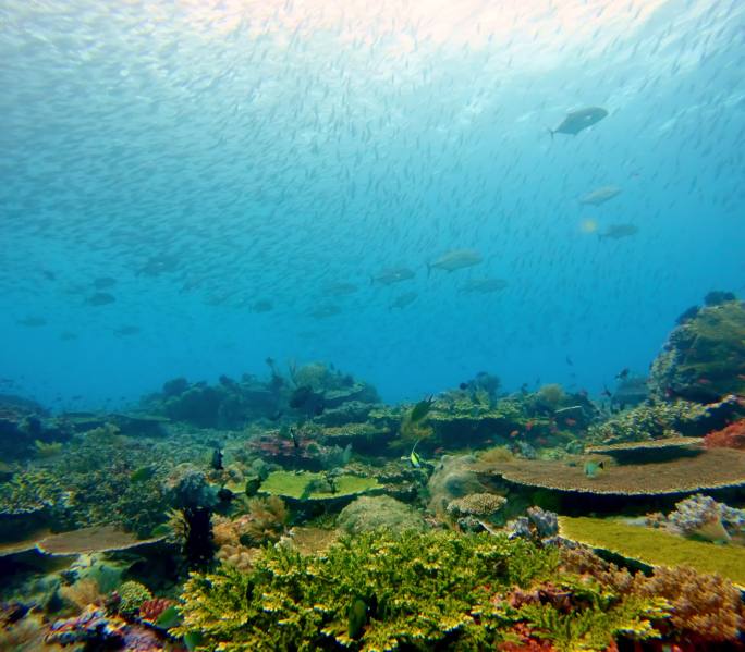 科莫多 潜水  海底 海洋生物 珊瑚