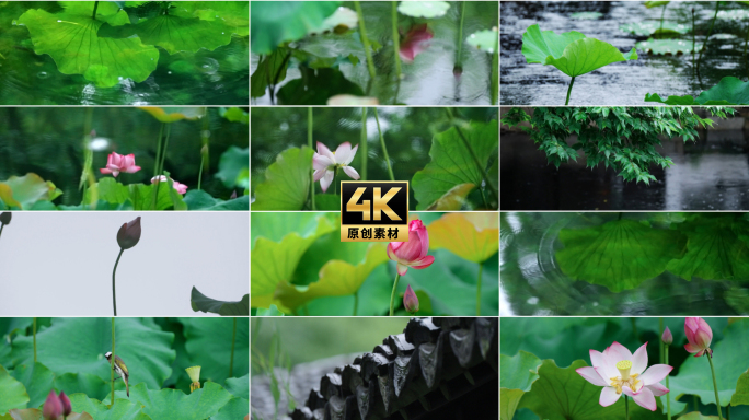 《自然》荷花倒影水滴荷叶雨季意境