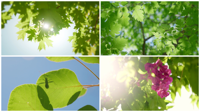 光影阳光树叶逆光夏至夏天树荫空镜头唯美