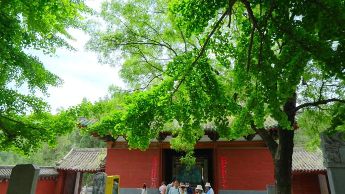 少林寺的千年银杏树古树老树