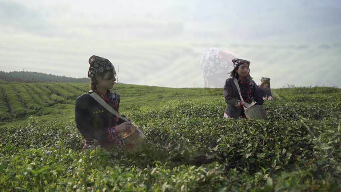 茶园采茶女茶叶加工生产