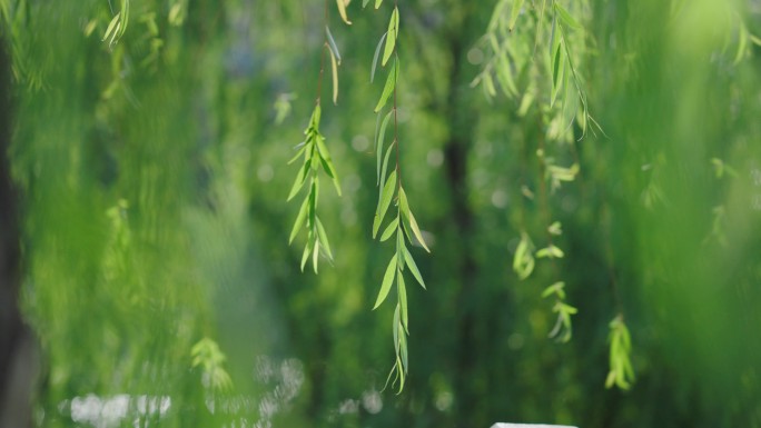 唯美小清新微风柳树杨柳随风摇曳