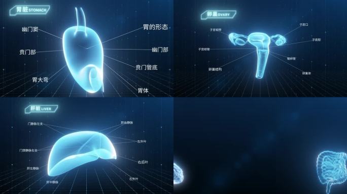 人体组织科技展示AE模版