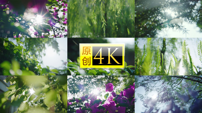 夏天阳光树叶夏至夏日唯美空镜