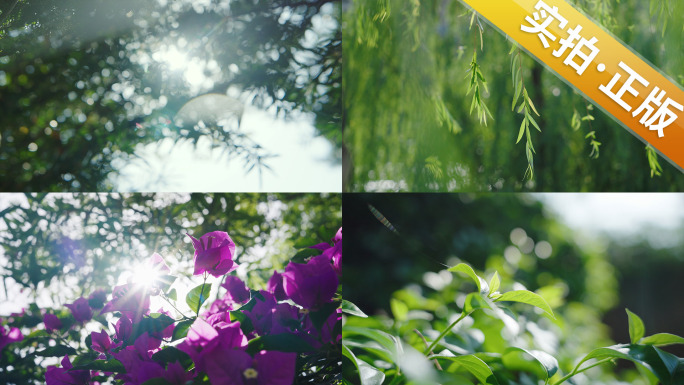 夏天阳光树叶夏至夏日唯美空镜